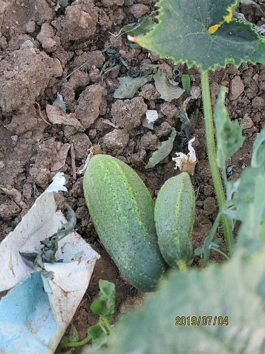 Ungarische Salatgurke,Einlegegurke,10 Samen,samenfest von unserer Farm