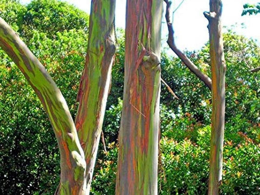 Eucalyptus deglupta, Baum, Regenbogen Eucalyptus, 20 Samen