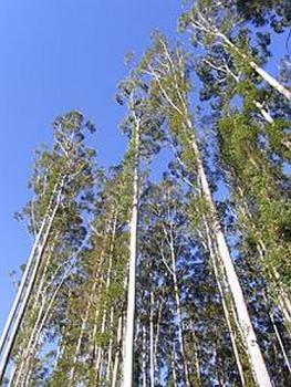 Eucalyptus Grandis, Flooded Gum, Rose Gum, 50 seeds