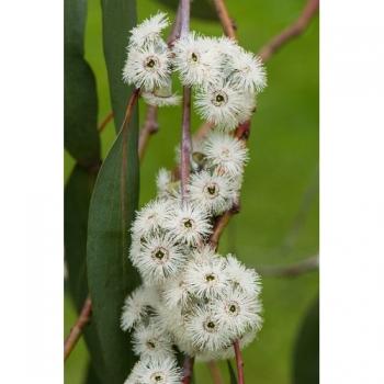 Eukalyptus Pauciflora, Baum, Schnee-Eucalyptus, selten und winterhart- 50+ Samen