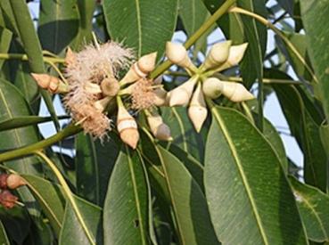 Eucalyptus pellita, tree very rare Eucalyptus species, HONEY SCENT, 100 seeds