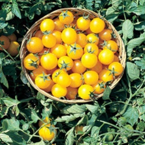 Variety "Gold Nugget", extremely high-yielding cocktail tomato, super sweet taste, organic tomato seeds, seeds, heirloom vegetable varieties, buy tomato seeds