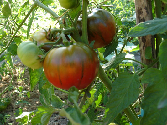 Grosse Weindorfer, leckerer Brandywine Geschmack, samenfest, Bio tomatensamen, saatgut, alte gemüsesorten, tomatensamen kaufen