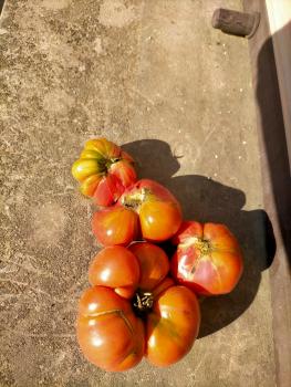 Indian PL Striped Tomate , samenfest