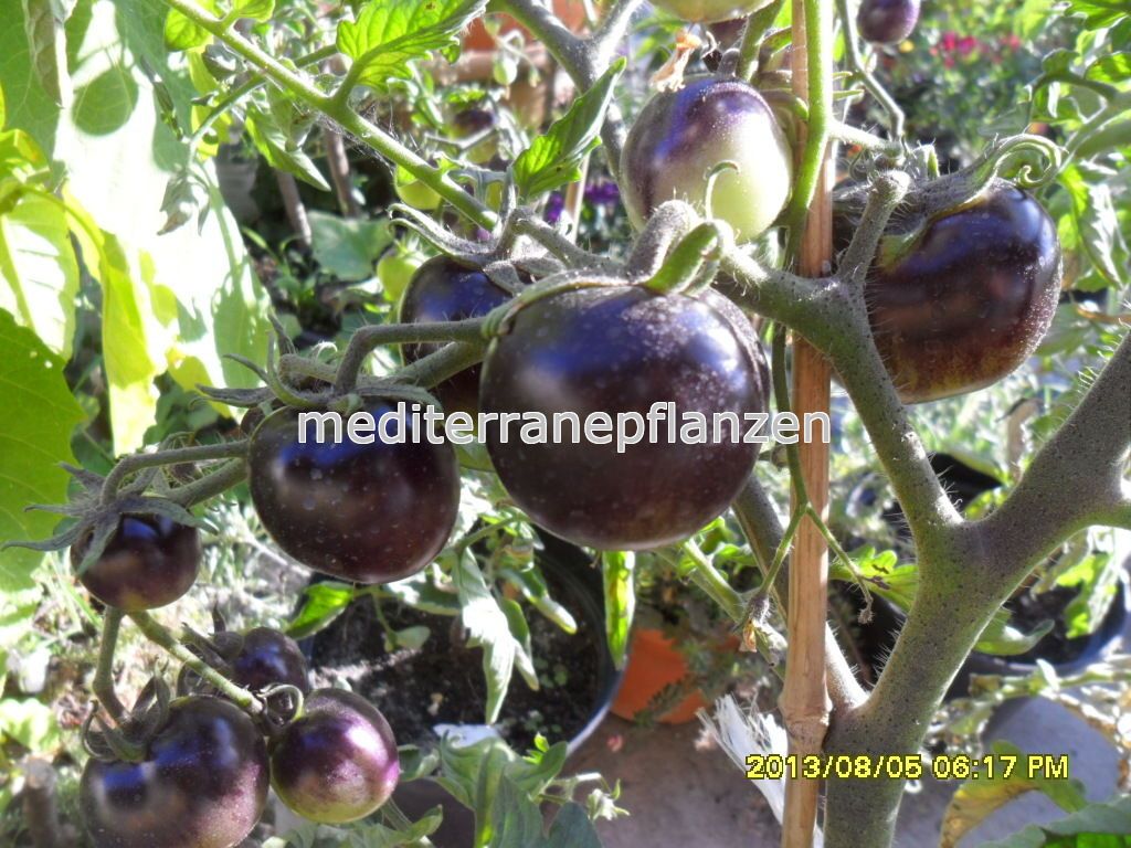 ungarische Tomatensamen schwarze"Indigo Rose",samenfest von unserer Farm, lila Tomate, alte Gemüsesorten