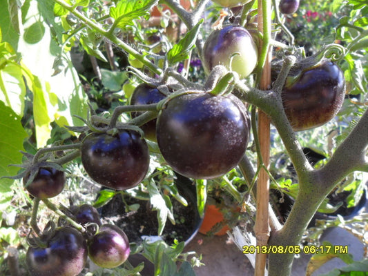 ungarische Tomatensamen schwarze"Indigo Rose",samenfest von unserer Farm, lila Tomate, alte Gemüsesorten