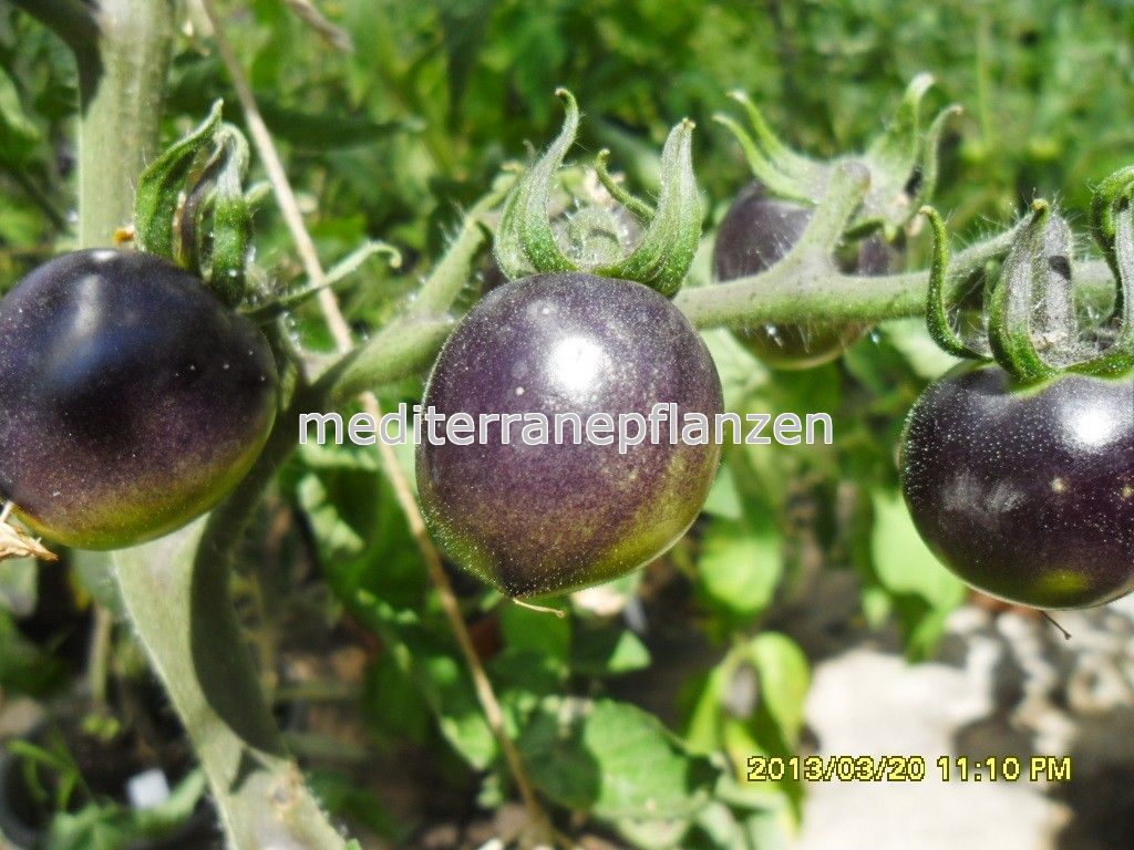 ungarische Tomatensamen schwarze"Indigo Rose",samenfest von unserer Farm, lila Tomate, alte Gemüsesorten