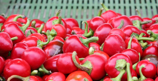 Kirschpaprika, Kirschchili, schön scharf zum Einlegen, 100% natürlich, samenfest, 20 Samen