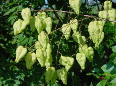 Koelreuteria Paniculata, Blasenbaum, absolut winterhart, 20 Samen