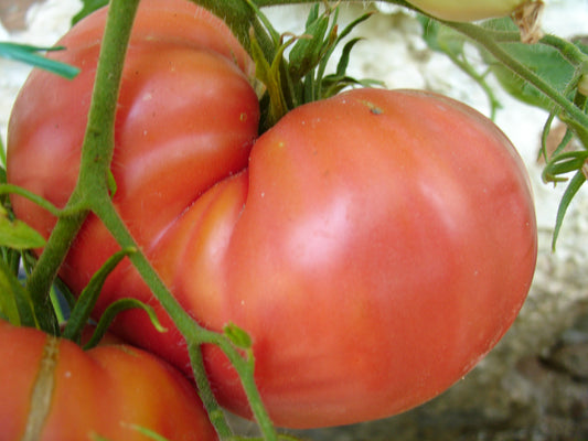 Ungarische Samen Tomate "Kosovo", extrem grosse Brandwein Tomate, samenfest