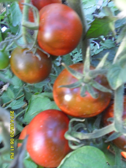 Ungarische Samen Tomaten "Kumato",ertragreiche, legendäre Sorte, alte Gemüsesorten, Tomatensamen kaufen, samenfest