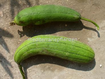 Luffa Cylindrica, Sponge Cucumber, Sponge Gourd, Flower Seeds, GREEN, 10 Seeds