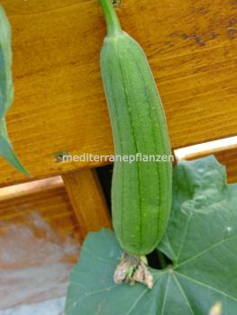 Luffa Cylindrica, Schwammgurke, Sponge Gourd, Blumensamen, GRÜN, 10 Samen