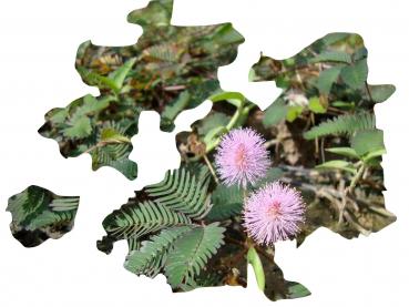 Mimosa Pudica, "Rühr mich nicht an", 25 Samen