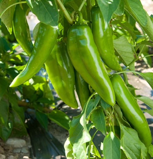 Ungarische Numex Joe E Parker Paprika, sehr milde Schärfe, samenfest, 20 Samen