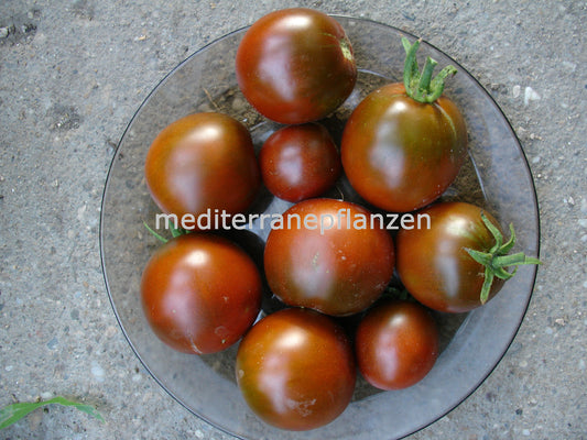 Ungarische Samen Tomate "Nyagous" fruchtiges Aroma! samenfest