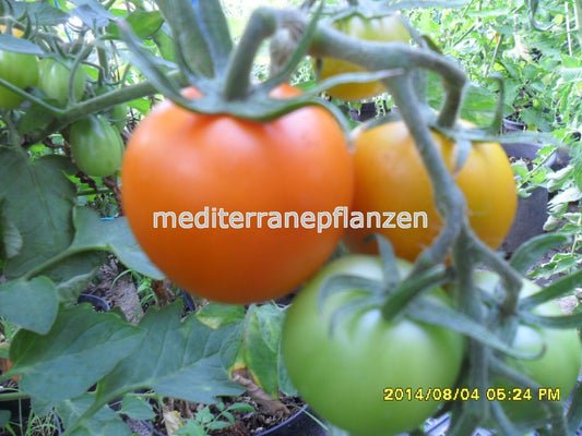 Ungarische Samen Tomate "Orange Favorite" samenfest