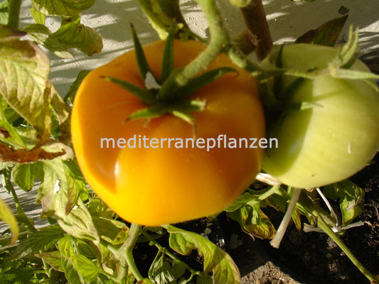 Ungarische Samen Tomate "Posta Romana" samenfest, alte Gemüsesorten, Tomatensamen kaufen