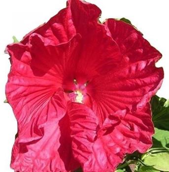 Hibiscus moscheutos, giant hibiscus, hardy hibiscus, grows and blooms quickly, perennial hibiscus