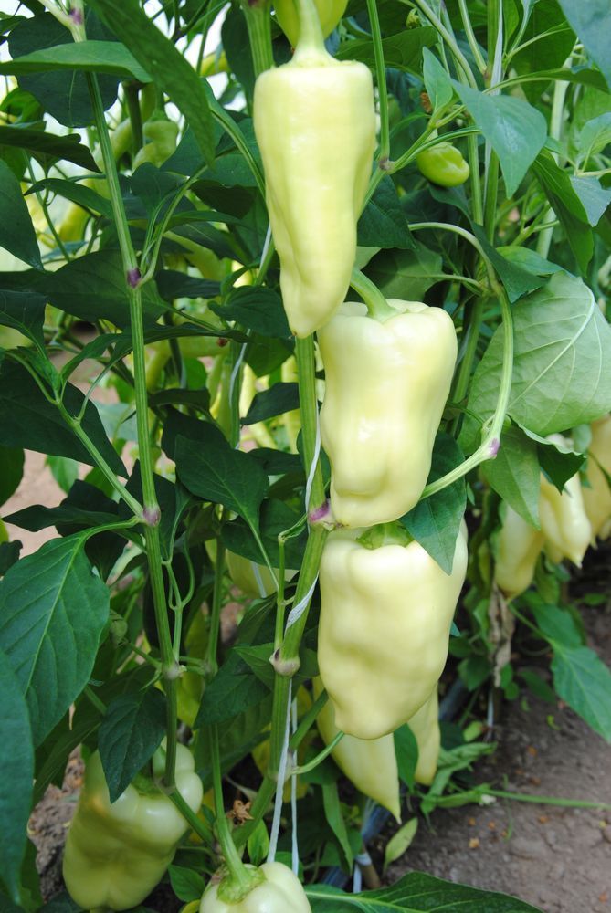 Ungarische Riesenpaprika, süss, hoher Ertrag von Frühling bis Spaetherbst, samenfest