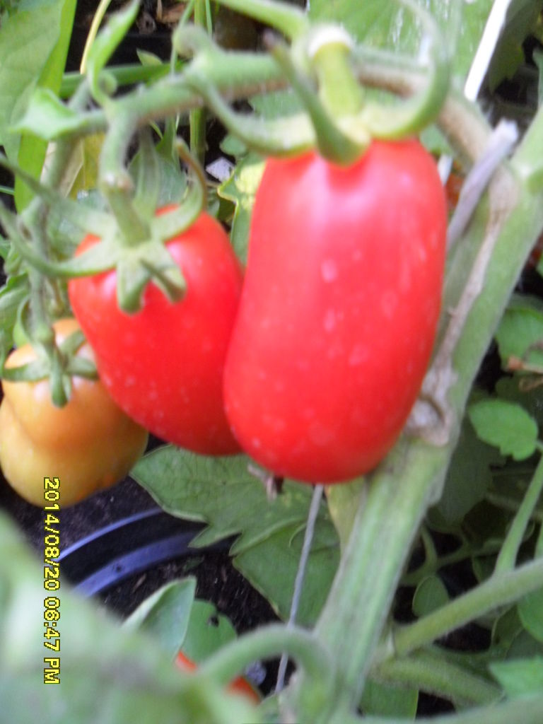 Ungarische SAN MARZANO NANO Tomate, Tomatensamen kaufen, alte Gemüsesorten, Pasta Tomate, für Saucen und Salat, samenfest