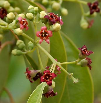 Santalum album, White Sandalwood, 10 seeds