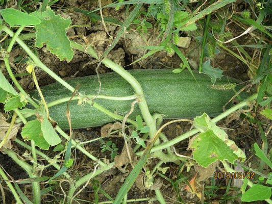 Hungarian cucumber, braised cucumber, 10 seeds, seed-proof from our farm