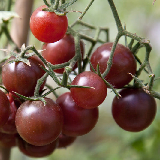 Ungarische Samen Tomate "Schoko Cherry" fruchtiges Aroma! samenfest, alte Gemüsesorten, Tomatensamen kaufen