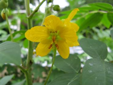 Cassia occidentalis, Kaffee-Kassie, Negro-Coffee, Coffee Senna, 20 Samen