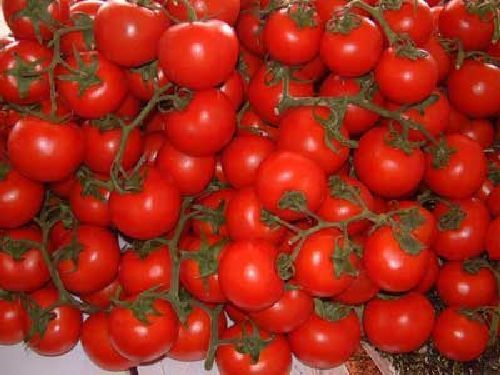 Hungarian seeds tomatoes "Solanum pimpinellifolium" heirloom tomatoes, wild tomatoes, currant tomatoes, heirloom vegetables, seed resistant