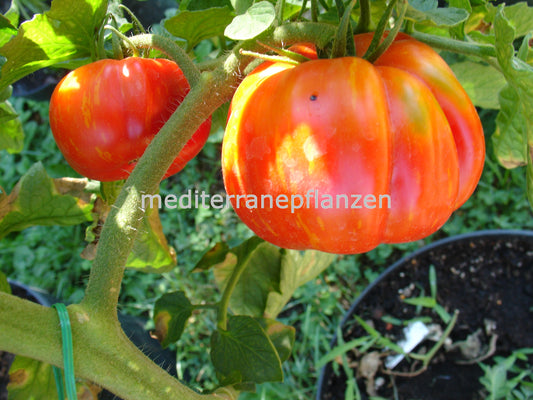 Ungarische Samen Tomate "Striped Cavern",die Paprikatomate, samenfest, alte Gemüsesorten, Tomatensamen kaufen