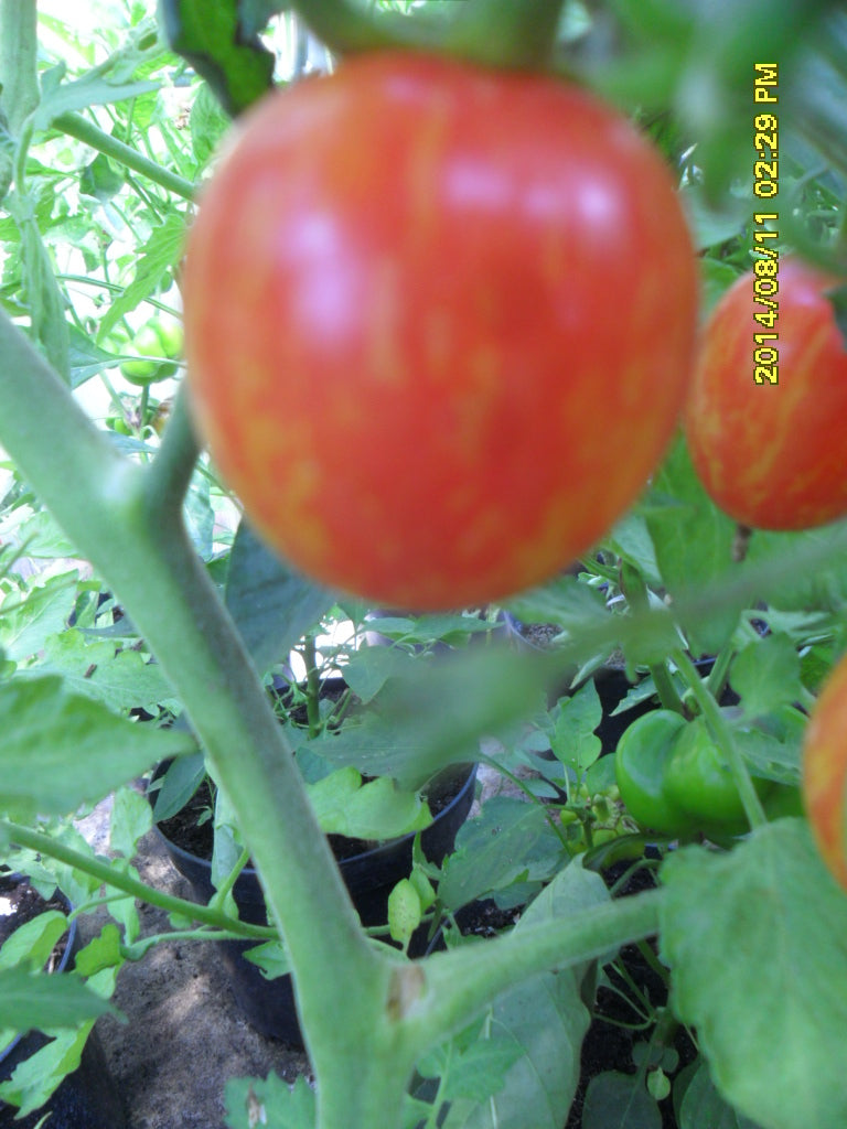 Ungarische Samen Tomate "Weinberg rot" fruchtiges Aroma, samenfest, alte Gemüsesorten, Tomatensamen kaufen