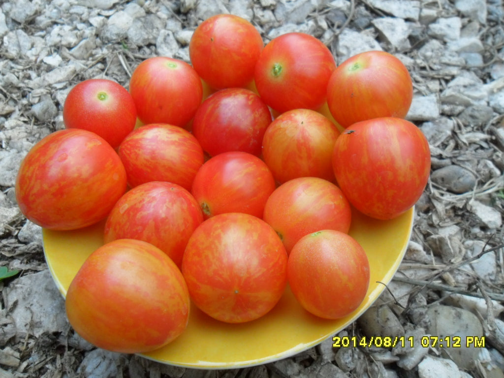 Ungarische Samen Tomate "Weinberg rot" fruchtiges Aroma, samenfest, alte Gemüsesorten, Tomatensamen kaufen