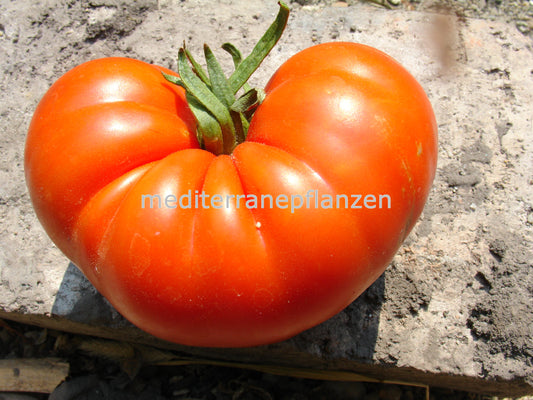 Ungarische Samen Tomate "Wiener Schlummer", grosse Fleischtomate, samenfest, alte Gemüsesorten, Tomatensamen kaufen