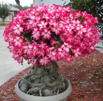 adenium obesum, Wüstenrose, 10 frische Samen, MIX aus den besten Sorten