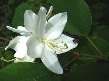 Bauhinia Variegata, weisse rasant blühende Bauhinia-Art, Orchideenbaum, 10 Blumensamen