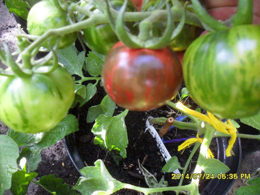 Black Zebra Tomate, aus dem Herzen von Ungarn! Samenfest, saatgut alte sorten