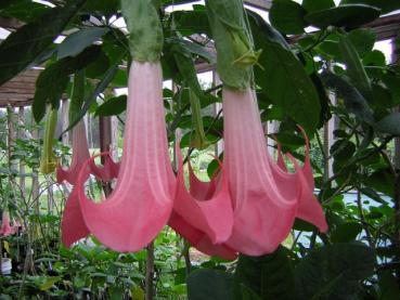 Baum-Brugmansia, Engelstrompete,pink,Supergrosse Blüten, 5 Samen