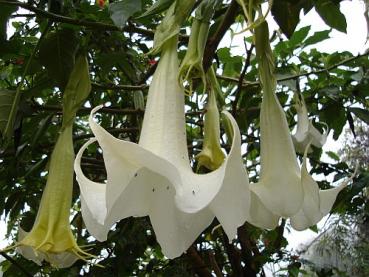 Tree Brugmansia, Angel Trumpet, white, super large flowers, 5 seeds