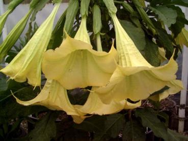 Baum-Brugmansia, Engelstrompete,gelb,Supergrosse Blüten, 5 Samen