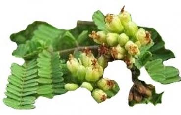 Caesalpinia coriaria, rare Caesalpinia variety, 10 seeds