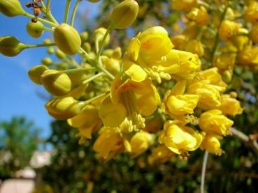 Caesalpinia mexicana, grosse GELBE Blühte den ganzen Sommer durch, 10 Blumensamen