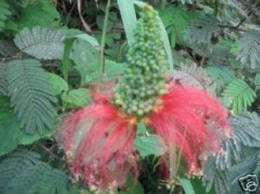 CALLIANDRA houstoniana "Fairy Duster" roter Puderquastenstrauch, Sämereien, Saatgut, 10 Blumensamen