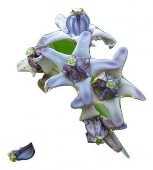 Calotropis gigantea, Kronenblume, Crown Flower, Giant Milkweed, Madar, 20 Samen