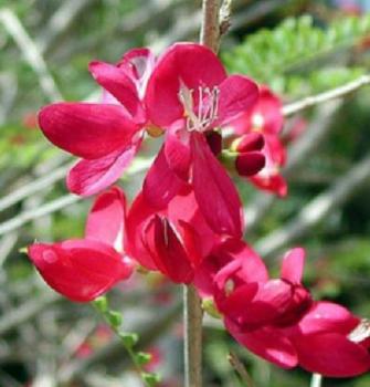 CASSIA GRANDIS, Apfelblütenkassie, Kassie, Senna, Rosa Kassie, 10 Blumensamen, Sämereien