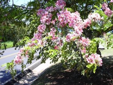 Cassia Javanica, weiss-pinke Blühte, 10 Blumensamen, Sämereien