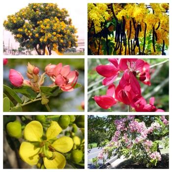 Cassia Paket, Senna, 6 verschiedene tolle Sorten, insgesamt 80 Blumensamen