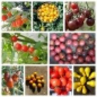 Historische Ungarische Cherry Tomaten im Set: 10 bestimmte Sorten 100 Samen, flaschentomaten, lila Tomate, Bio tomatensamen, saatgut, alte gemüsesorten, tomatensamen kaufen