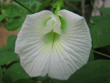 Clitoria Ternatea, Schmetterlingserbse, Schamblume, 10 Blumensamen weiss