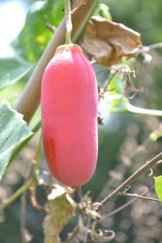 Coccinia Grandis, Scharlachranke, essbare Blätter und Früchte für die Thai Küche, 10 Blumensamen, Sämereien